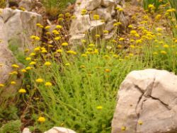 2013-08-18_Regina-F-Rau_Schachen_Blumen  (146).JPG